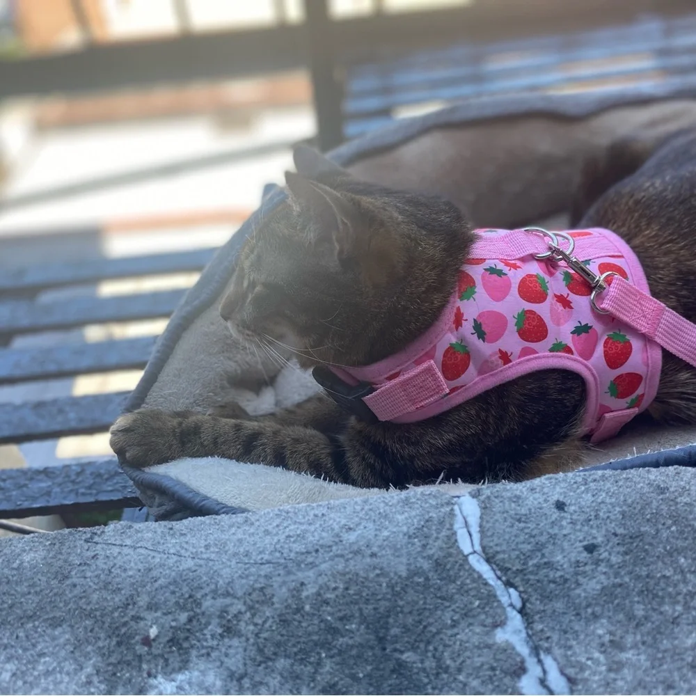 Leash harness